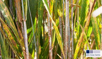 Re-emergence of wheat stem rust in Western Europe